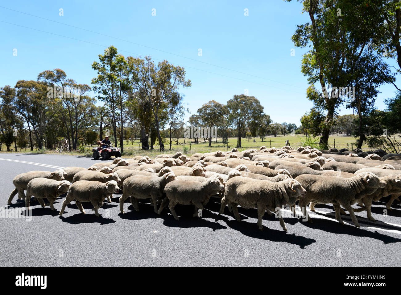 Farmer sheperding his sheep from a quadbike, near Hill End, New South Wales, NSW, Australia Stock Photo
