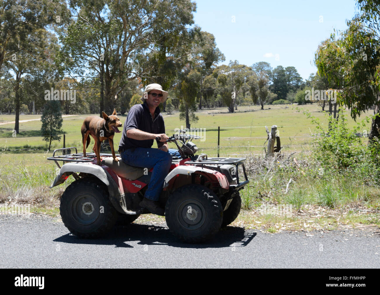Farmer with his sheepdog on a quadbike, near Hill End, New South Wales, Australia Stock Photo