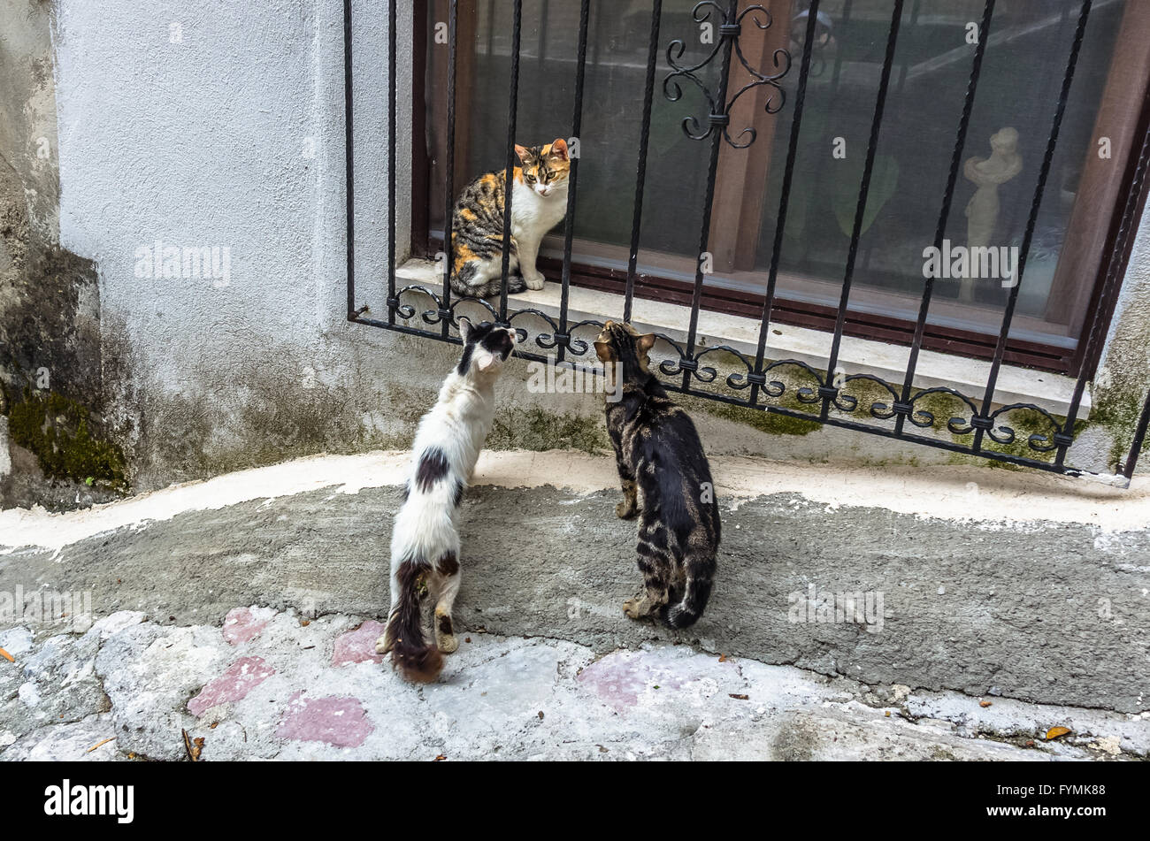 Three cats in Kotor city, Montenegro Stock Photo