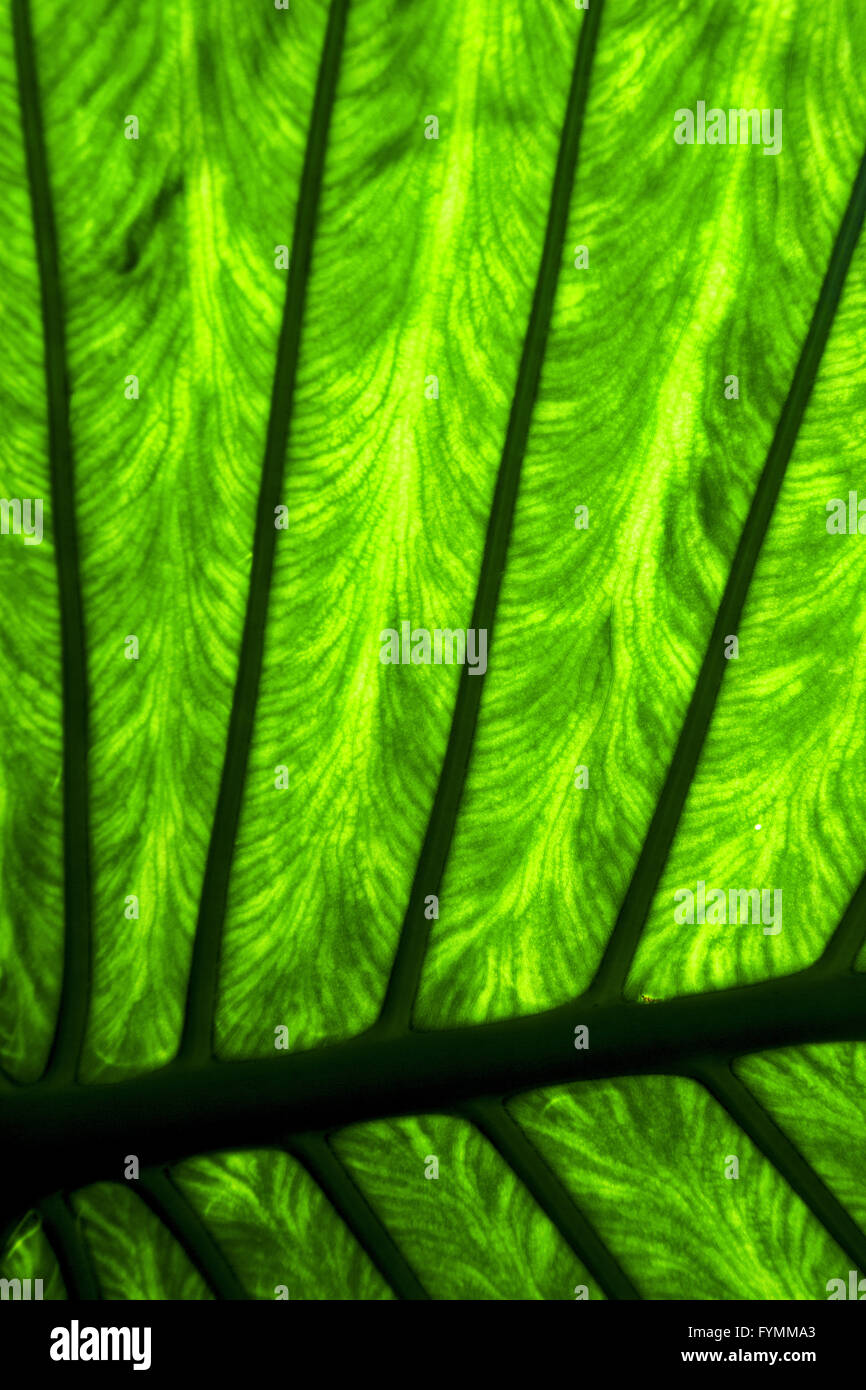abstract background leaf and his veins in the light Stock Photo - Alamy