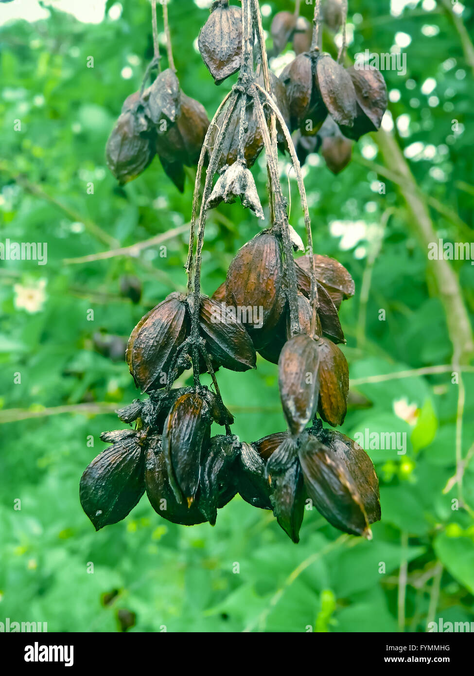 Seeds of Nyctanthes arbortristis Stock Photo