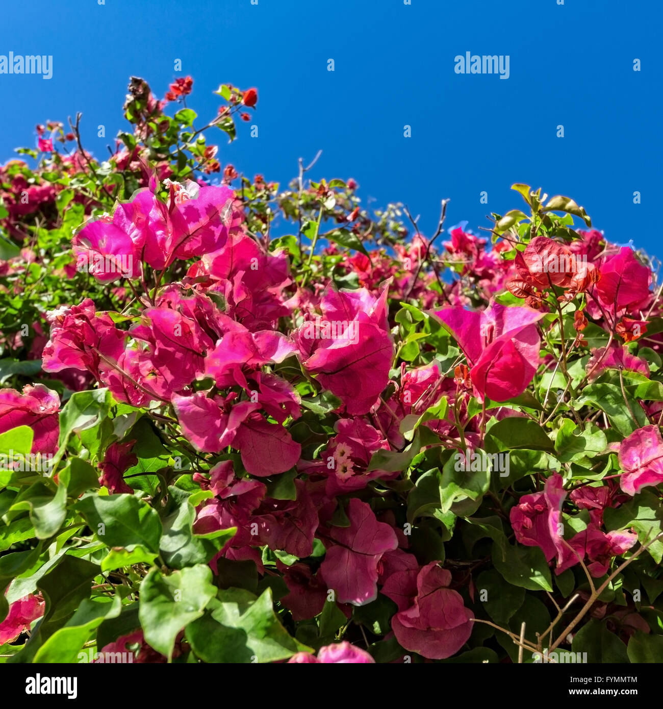 Beautiful Bush Pink Flowers with Blue Sky Background Stock Photo