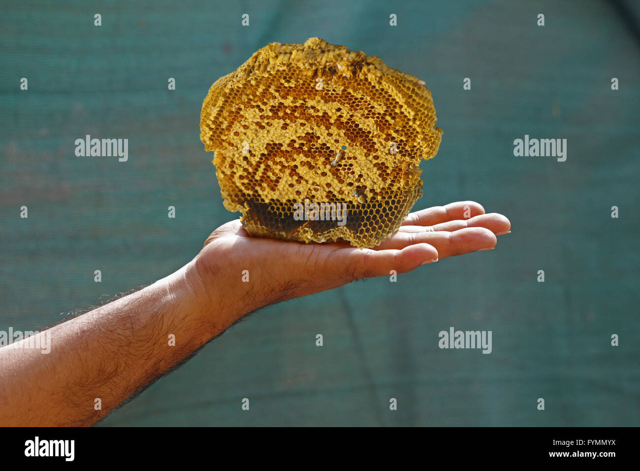 in Human hand Stock Photo Alamy