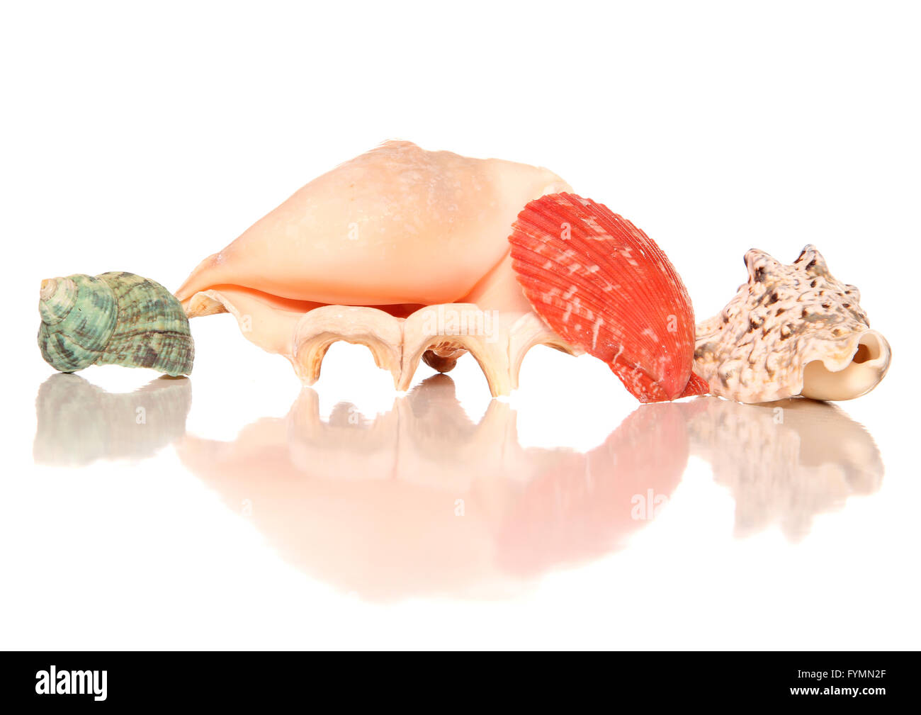 four seashells isolated on white background Stock Photo