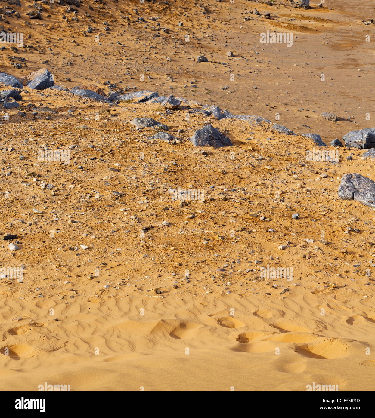 old fossil in the desert of morocco sahara and rock stone sky Stock