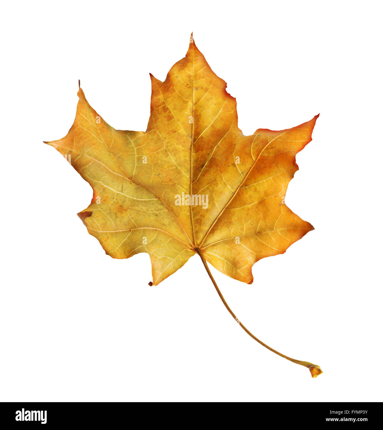 Bright orange maple leaf on white background Stock Photo - Alamy