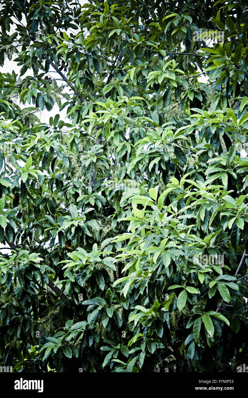 Elaeocarpus ganitrus Stock Photo