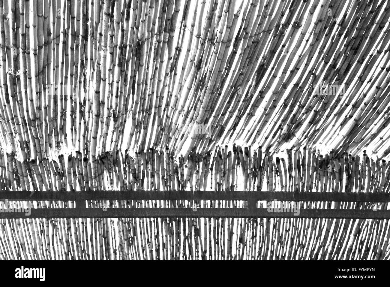 Bambus bambus Black and White Stock Photos & Images - Alamy