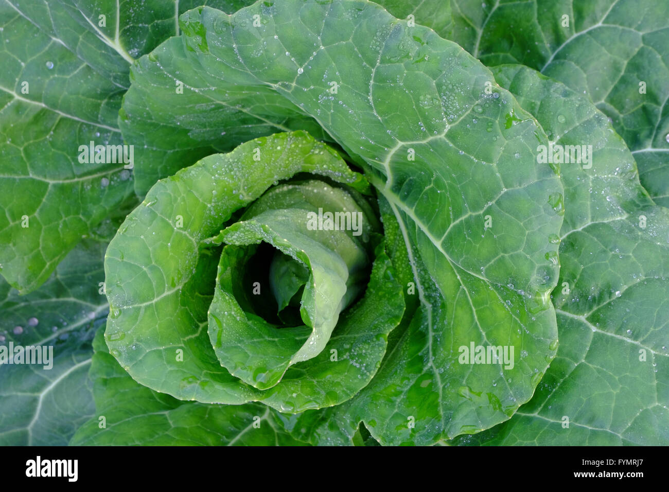 a tight crop of growing green cabbage taken from above Stock Photo