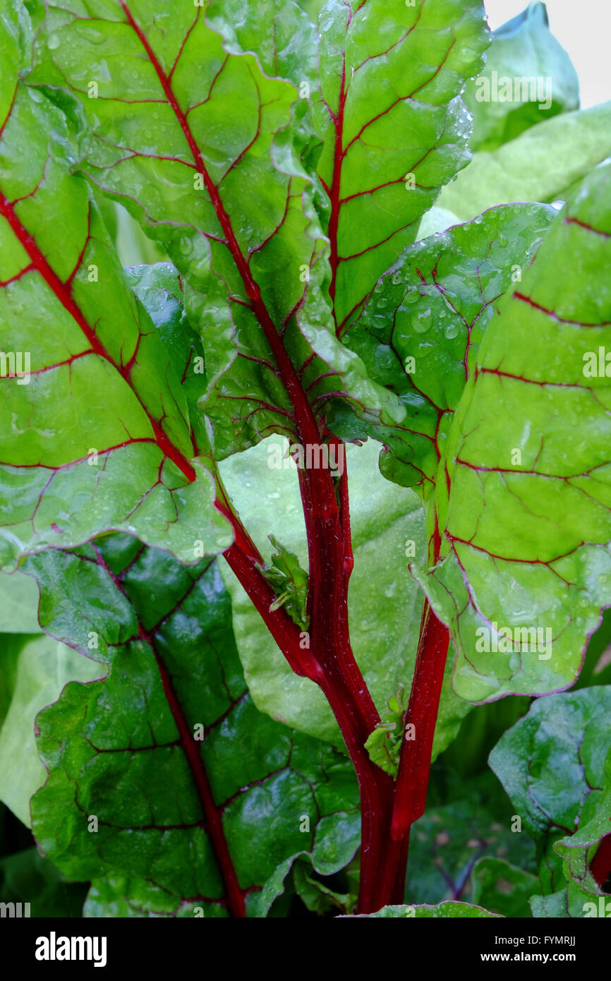 A tight crop of growing chard with red stems and viens Stock Photo
