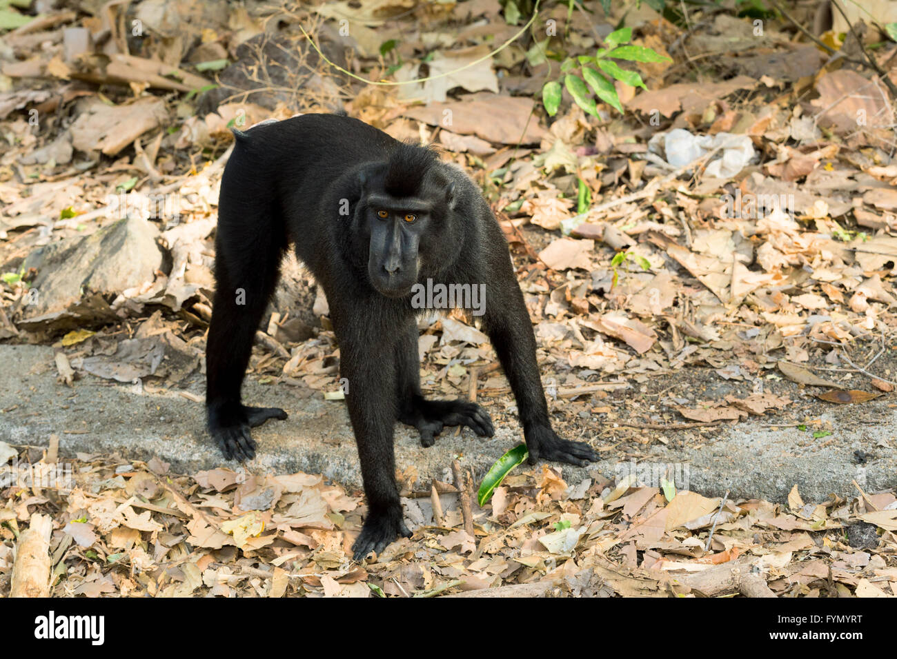 Big male of endemic Celebes crested macaque, Asia Sulawesi, Indonesia ...