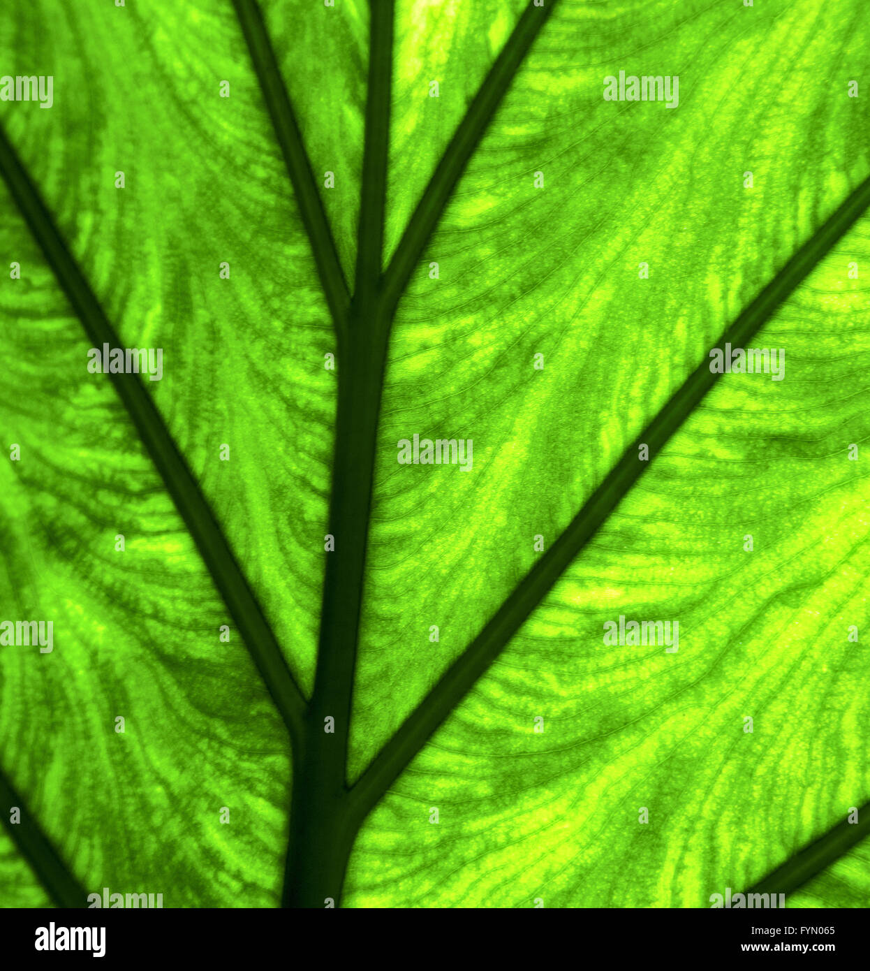 abstract leaf and his veins background macro close Stock Photo - Alamy