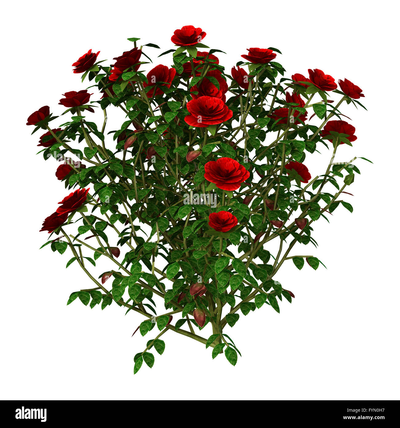 Bush Roses Drawing Shrub, Red Bush, flower Arranging, floribunda, grass png  | Klipartz