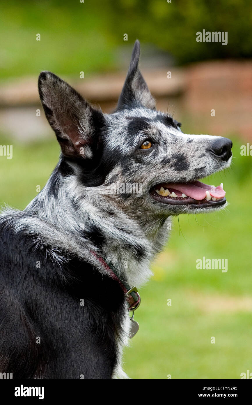 Blue Merle Border Collie High Resolution Stock Photography and Images