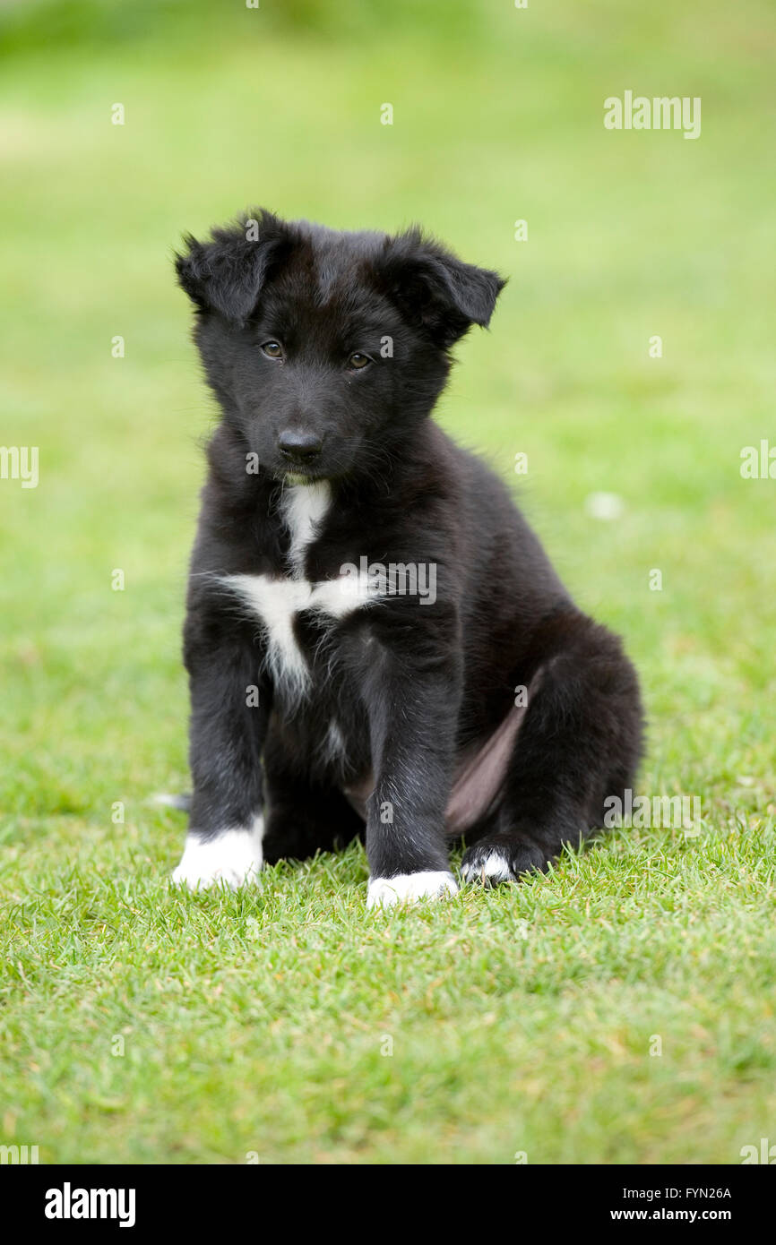 all black border collie puppy