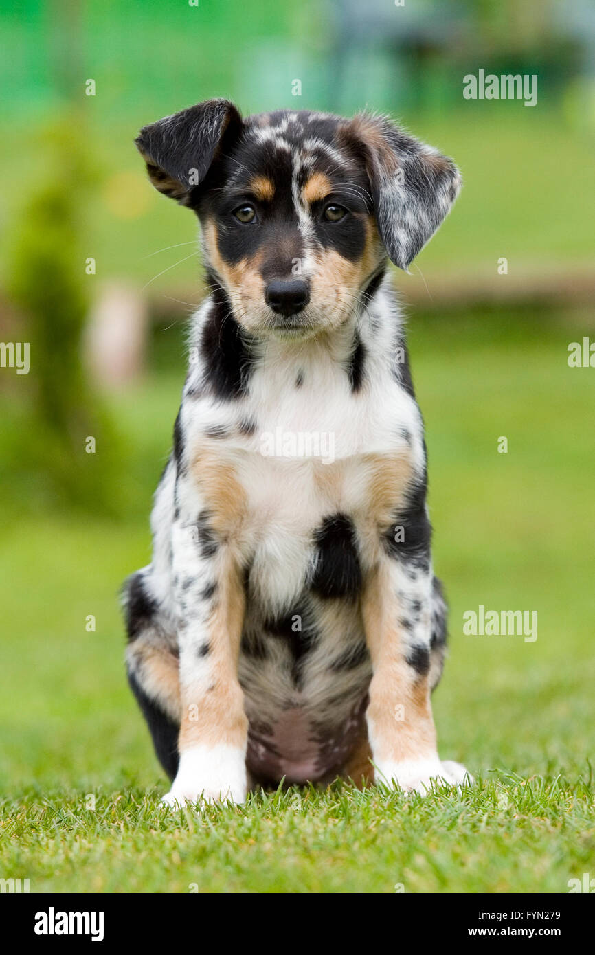 tri colour merle border collie puppy Stock Photo