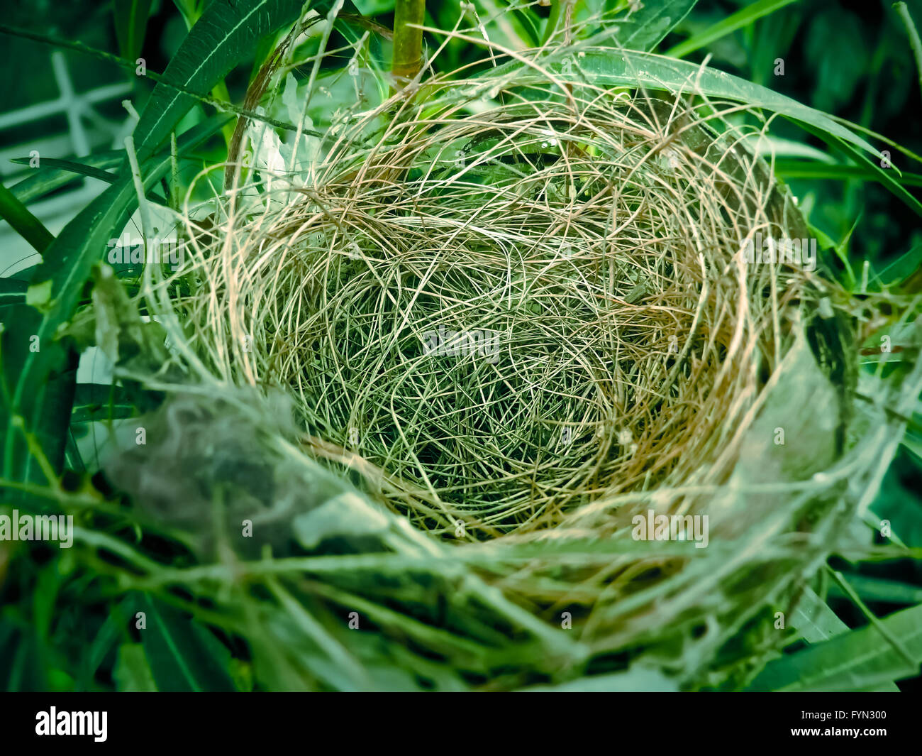 Nest of Red-vented Bulbul Stock Photo