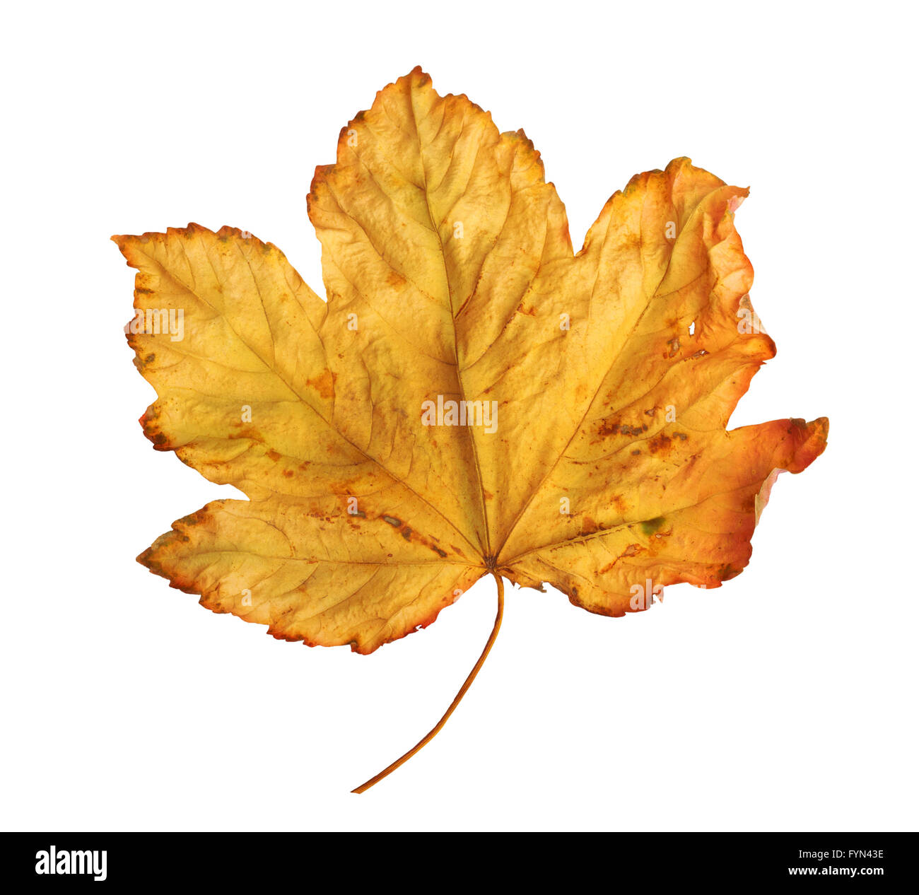 Bright orange maple leaf on white background Stock Photo - Alamy