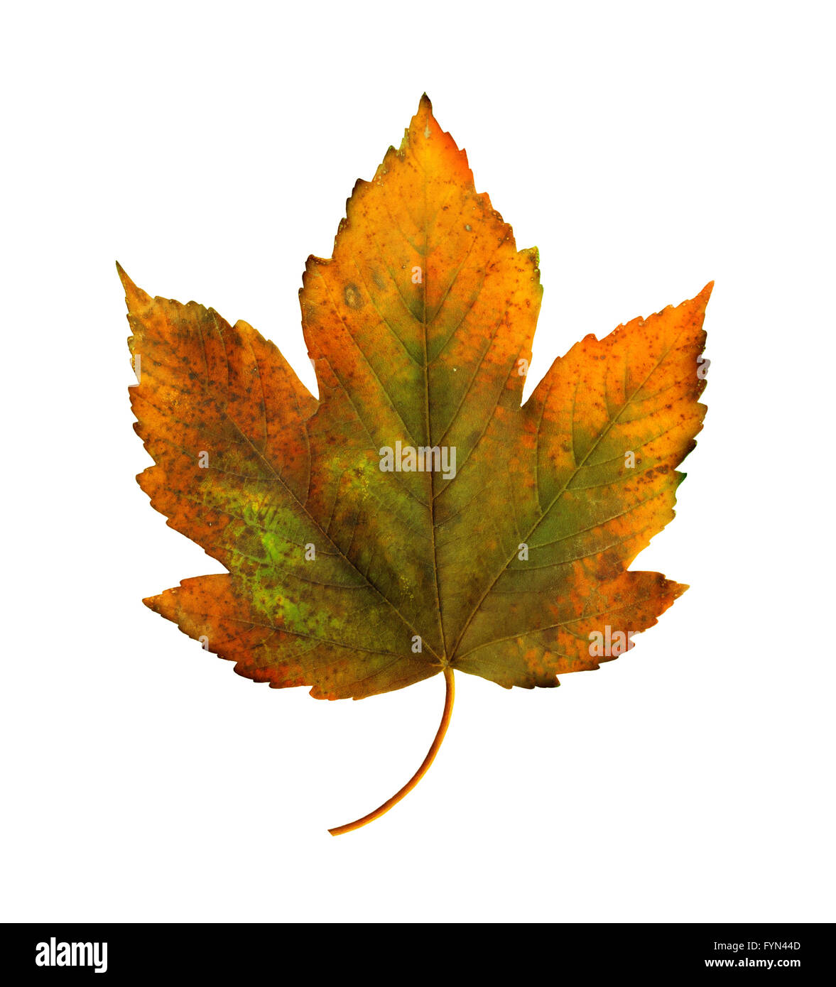 Bright orange maple leaf on white background Stock Photo - Alamy