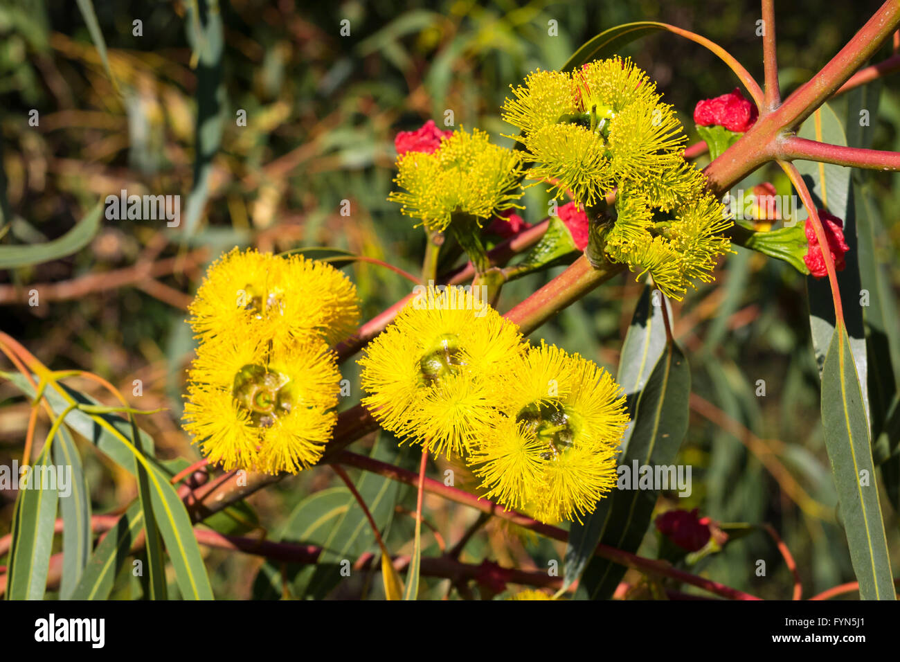 Widely seen around Perth and southern Western Australia, the Red-Capped Gum has stunning flowers in a distinctive yellow. Stock Photo