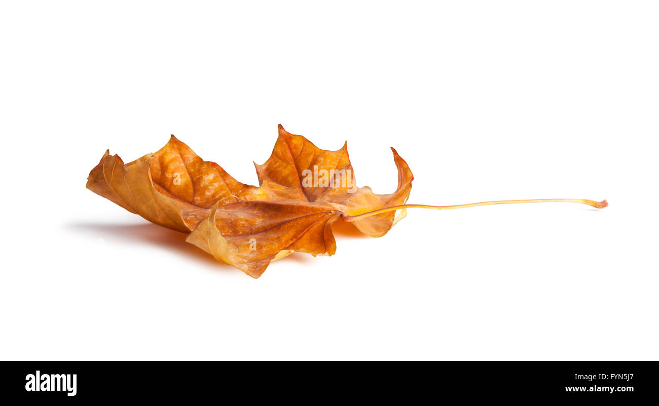 Bright orange maple leaf on white background Stock Photo - Alamy