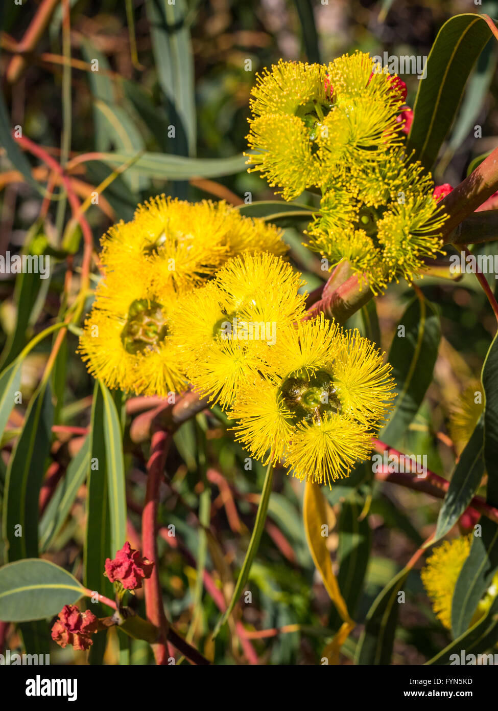 Widely seen around Perth and southern Western Australia, the Red-Capped Gum has stunning flowers in a distinctive yellow. Stock Photo