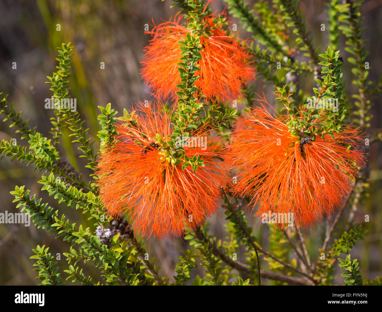 The Swamp Bottlebrush, Beaufortia sparsa, is an evergreen shrub that