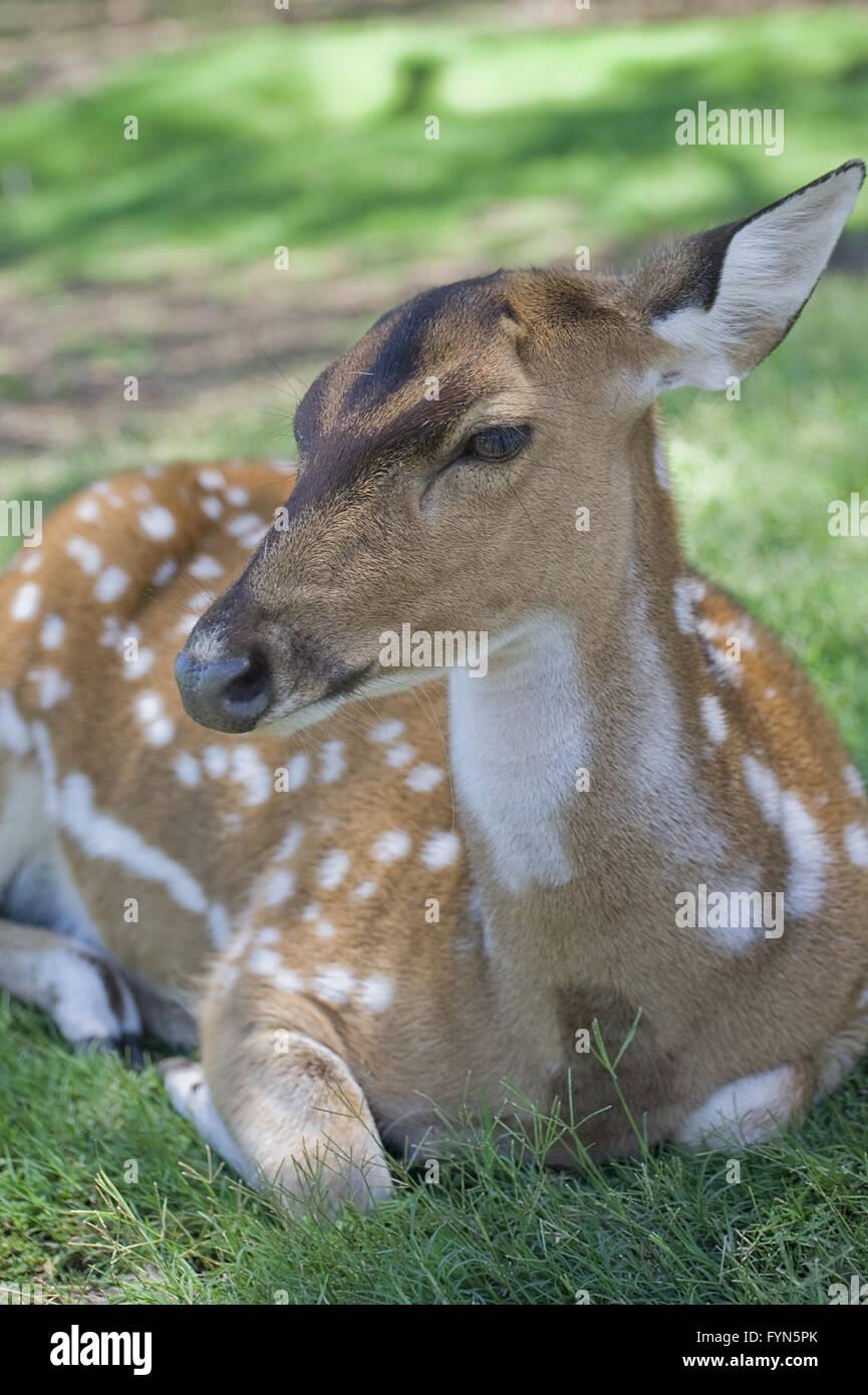 Axis deer doe hires stock photography and images Alamy