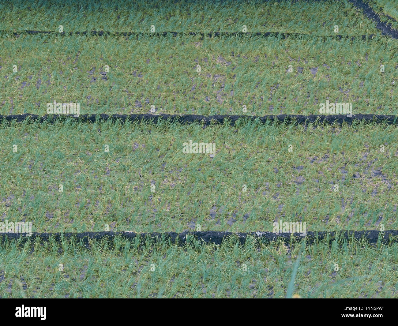 Field of Rice Crop Stock Photo - Alamy