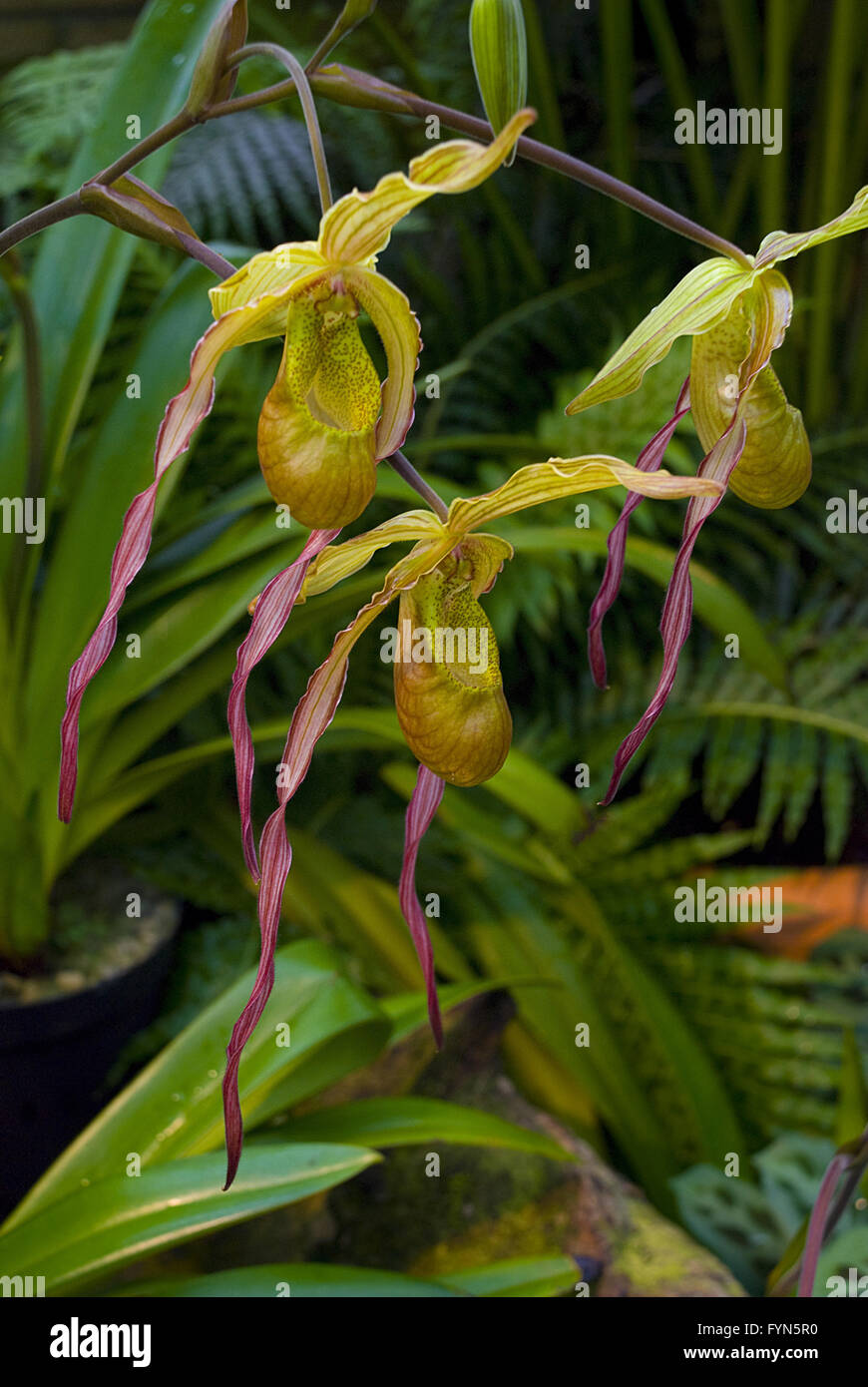 Orchid Paphiopedilum. Stock Photo