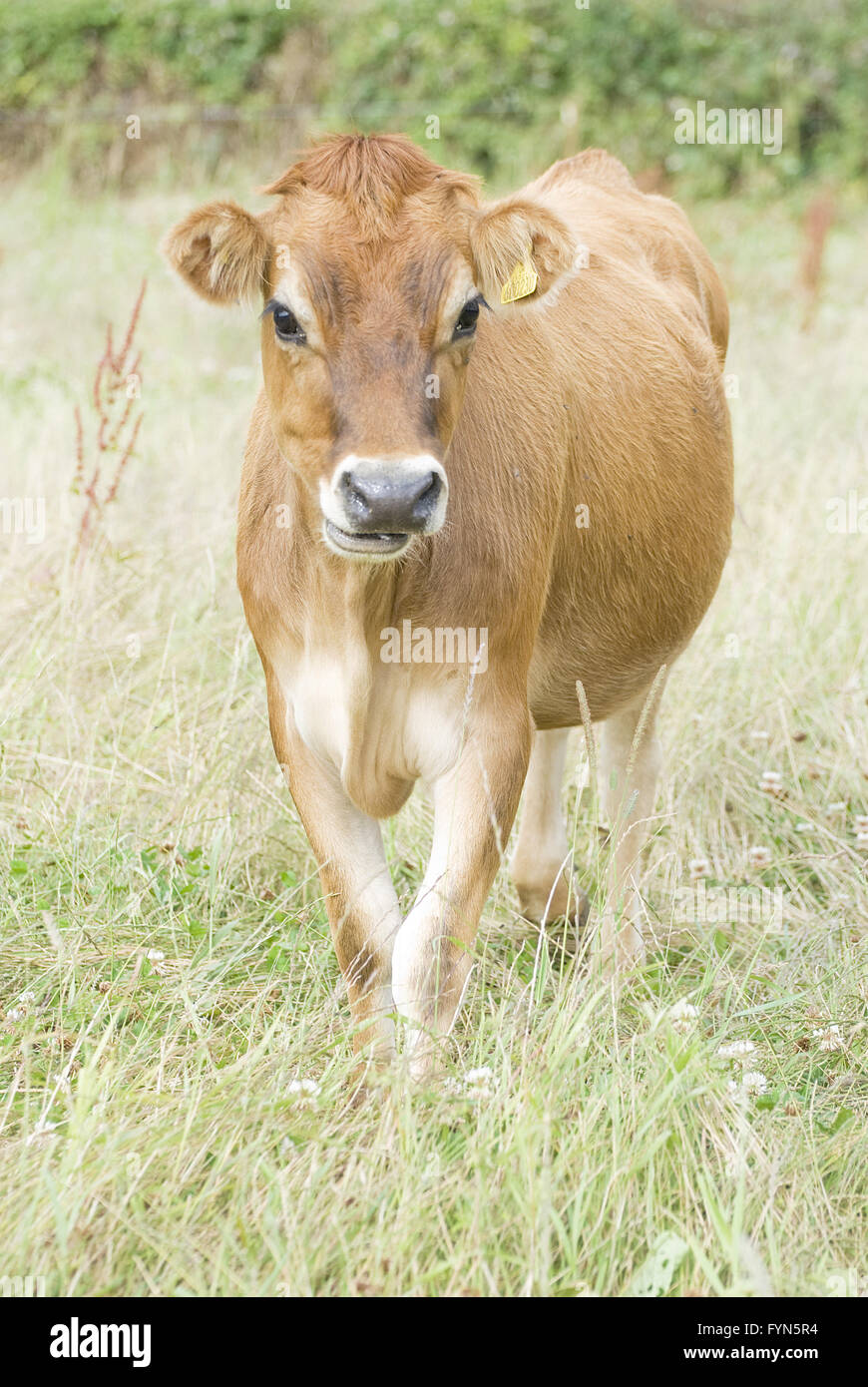 Cute Cow Calf Jersey High Resolution Stock Photography and Images - Alamy