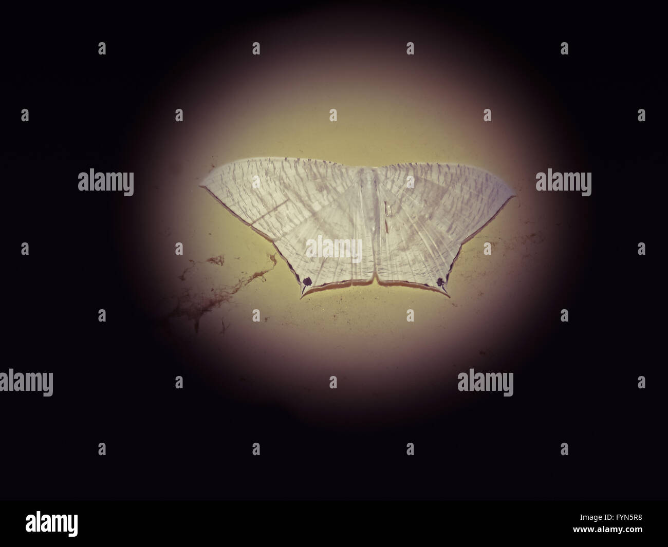 Black White Moth High Resolution Stock Photography and Images Alamy