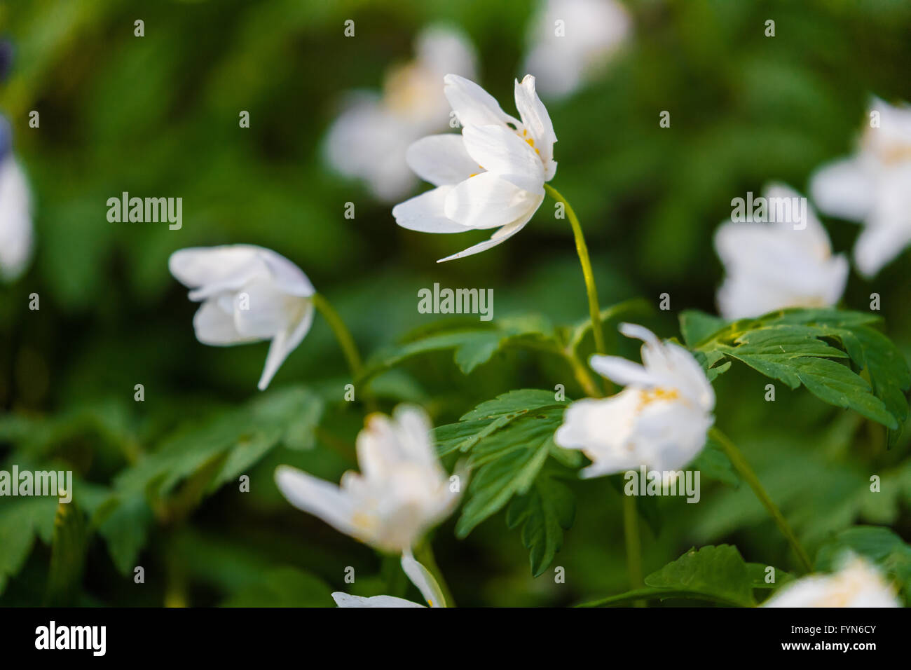 Wood anemone in spring woodland Stock Photo