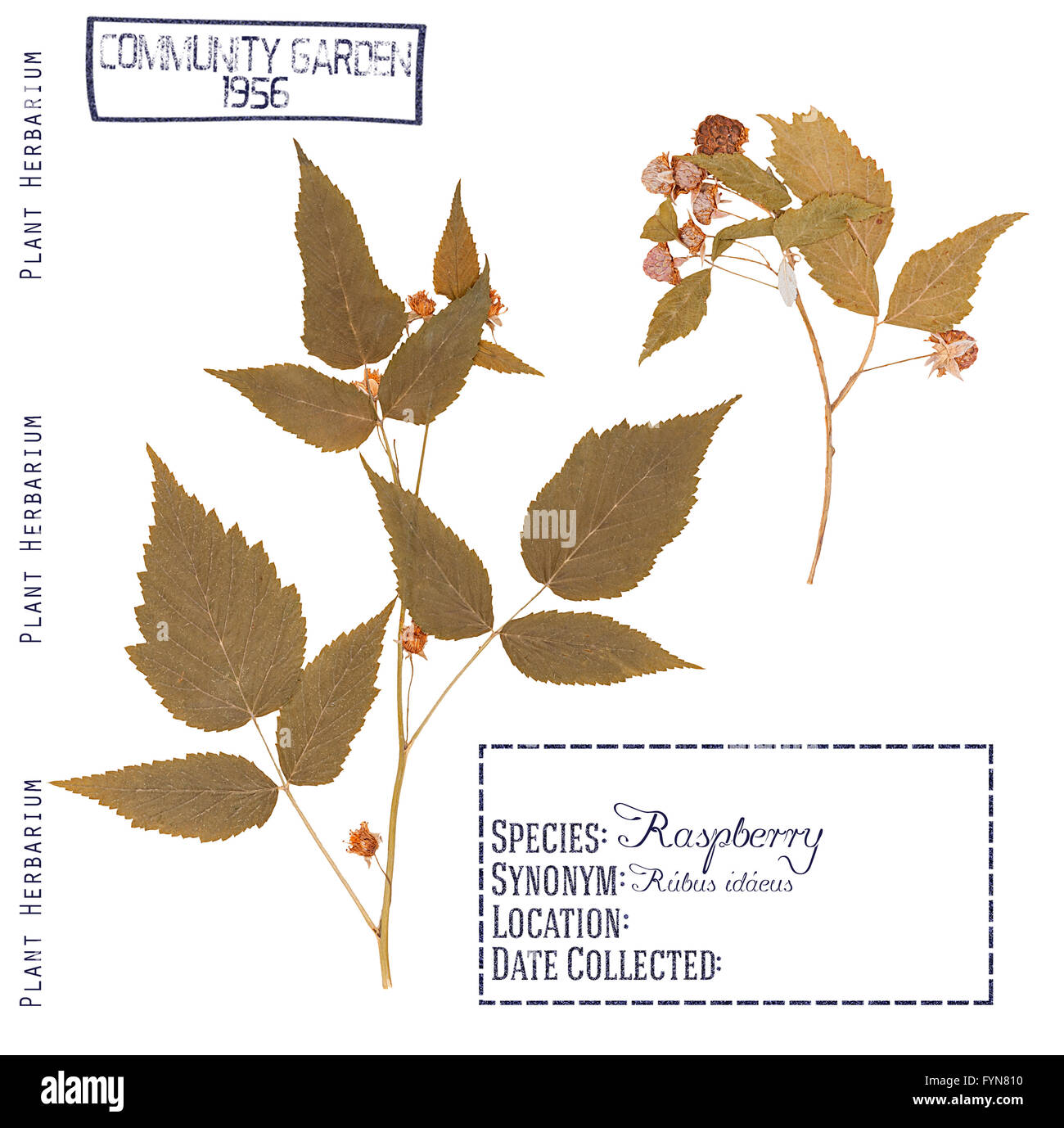 Parts of plants hi-res stock photography and images - Alamy