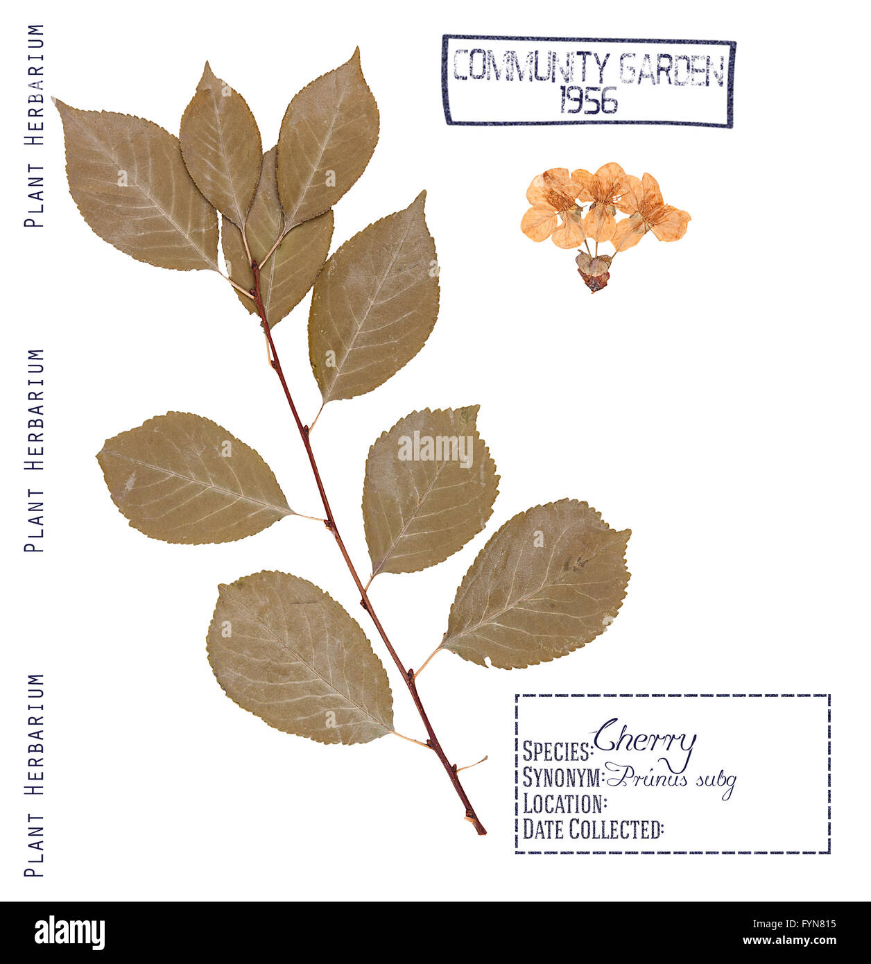 Herbarium of pressed parts cherry tree. Leaves, stem and flowers of