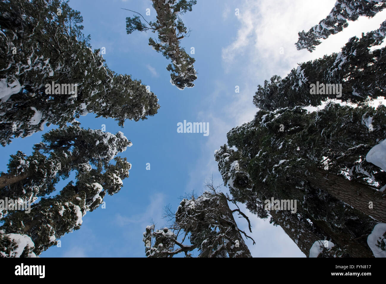 Winter forest of india hi-res stock photography and images - Alamy