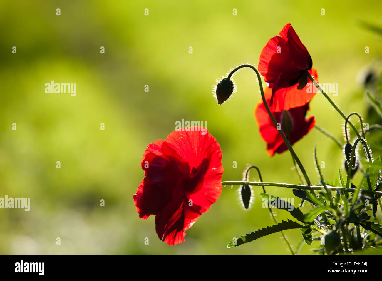 Silhouette of red poppies Stock Photo - Alamy