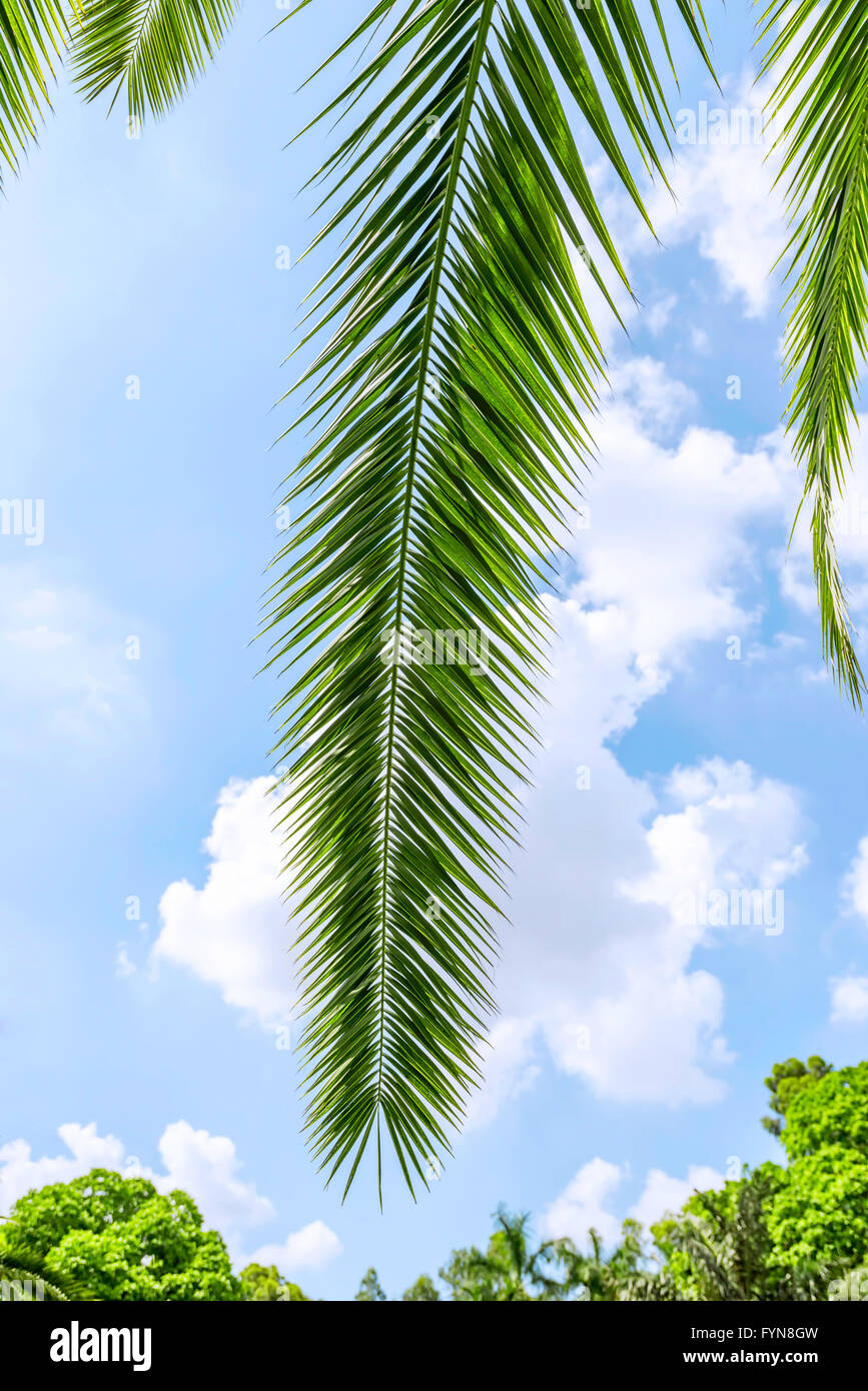 palm tree leaves under blue sky Stock Photo - Alamy