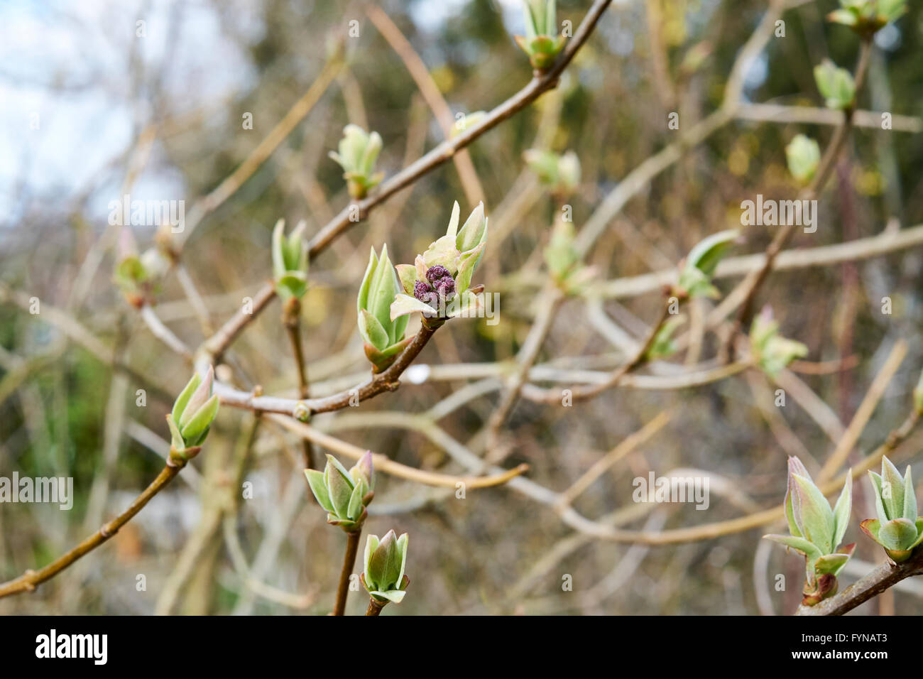 New leaf and flower buds developing on a Lilac (Syringa meyeri) growing in Spring garden flowerbed. UK. Stock Photo