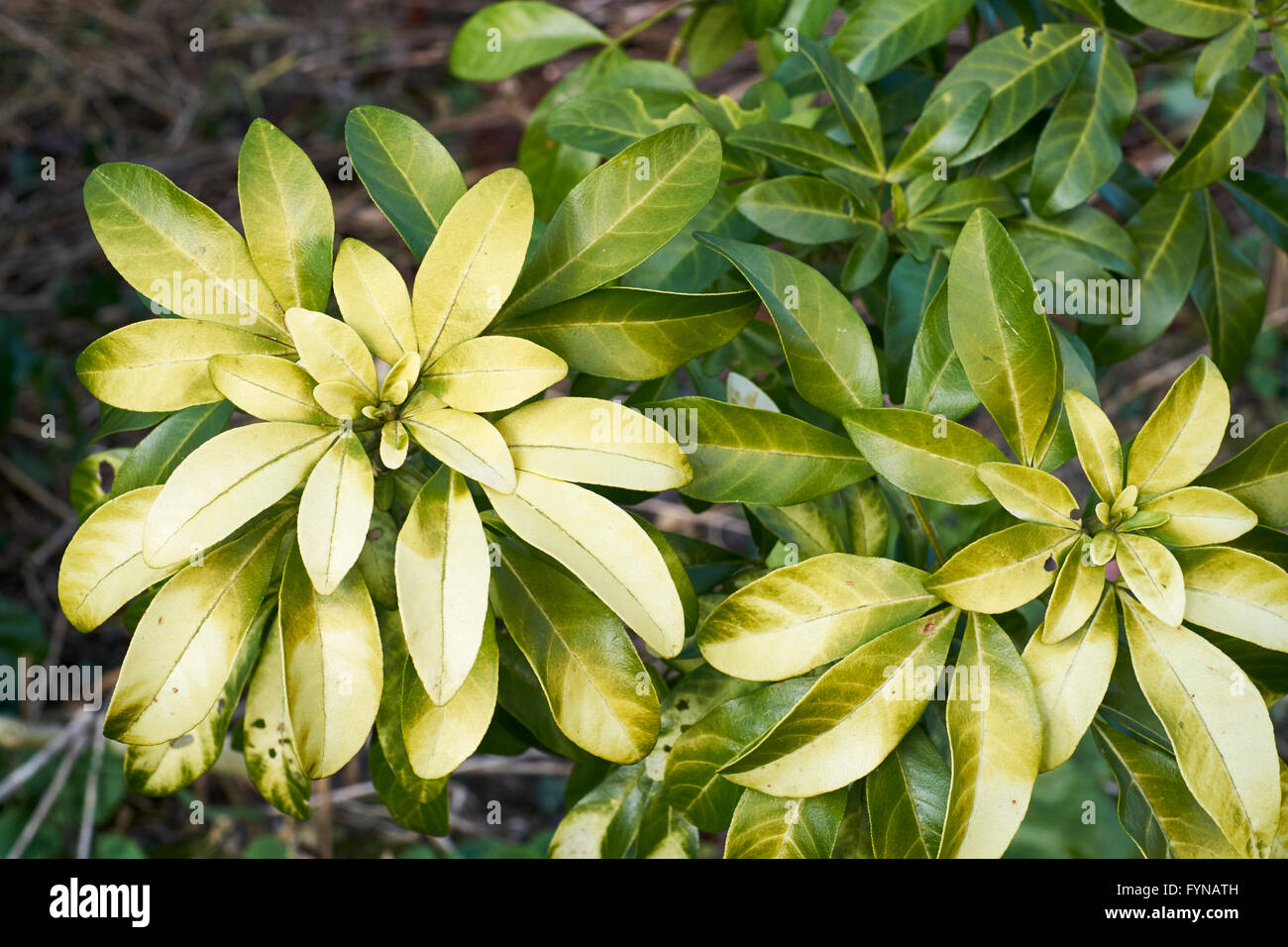 A Choisya plant growing in a Spring garden flowerbed. UK. Stock Photo