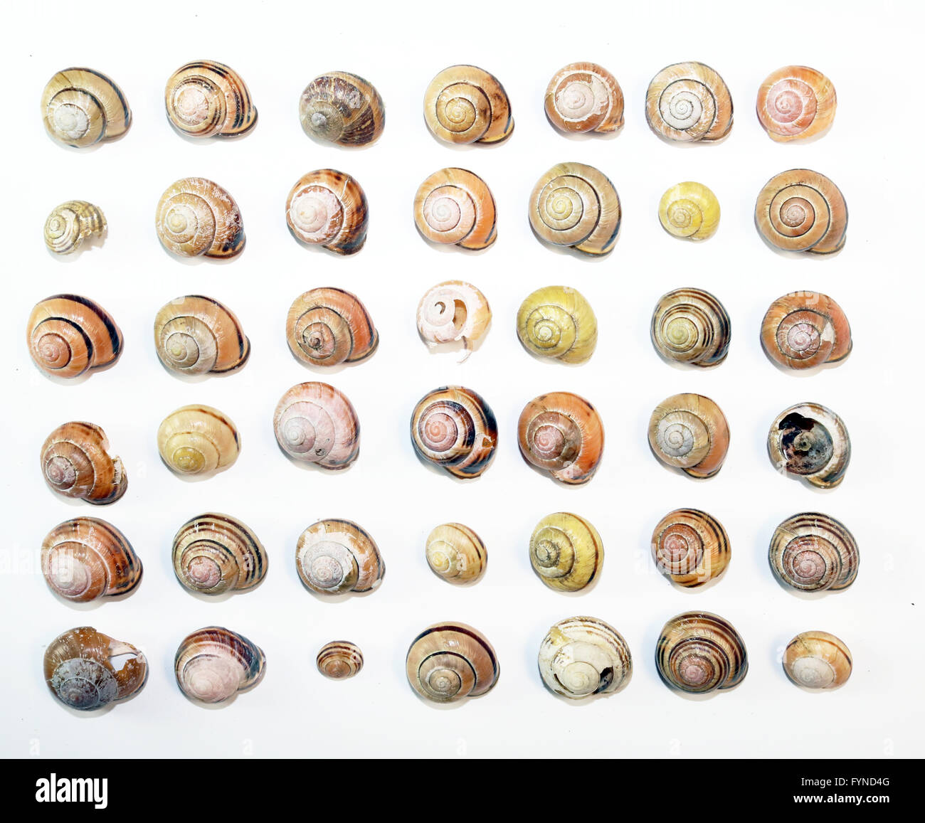 Empty Snail Shells on White Background Stock Photo - Alamy