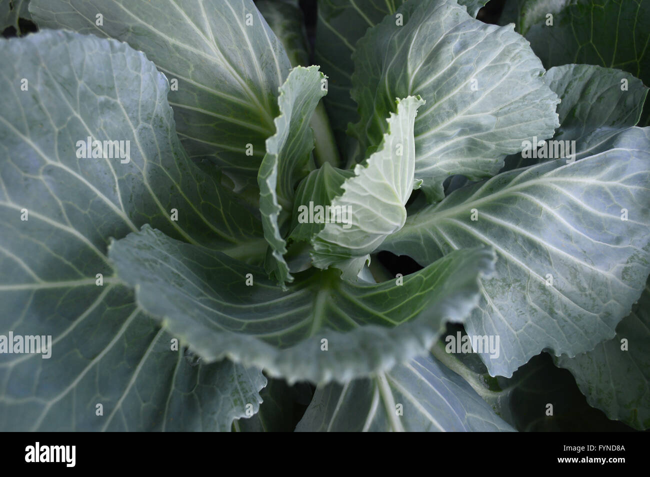 Cabbage, Brassica oleracea, Family Brassicaceae, Central of Thailand Stock Photo