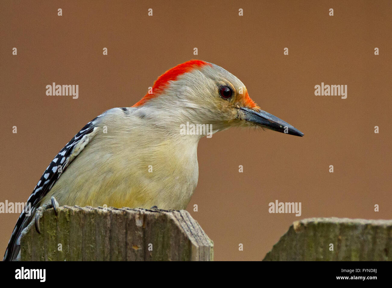 red bellied woodpecker perched on a fence Stock Photo