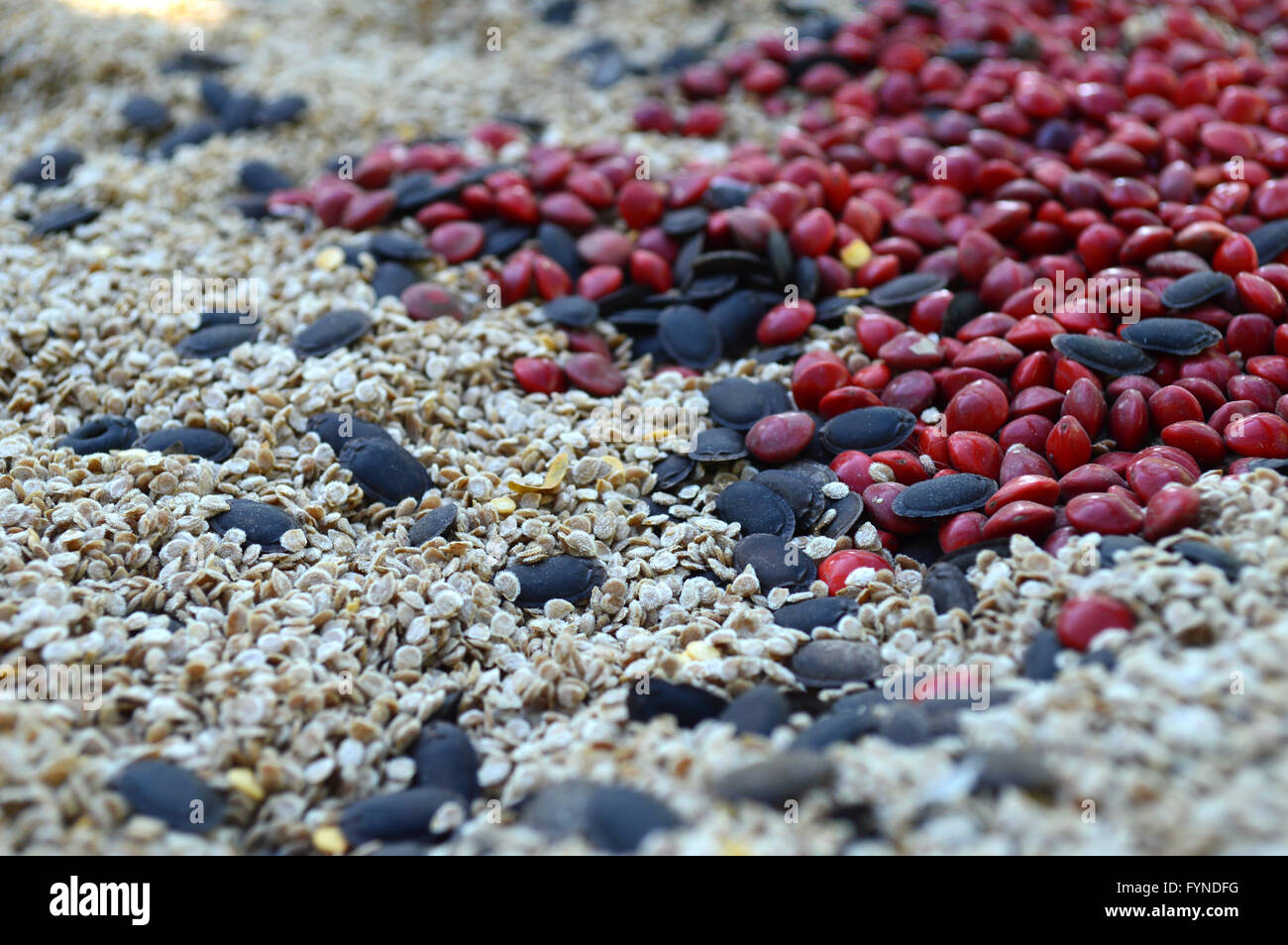 Plant seeds from central of Thailand Stock Photo