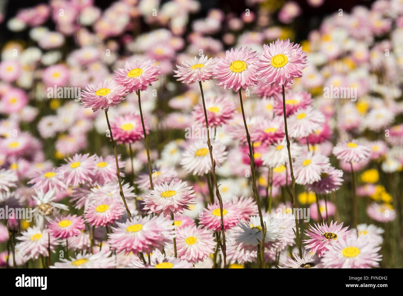 Paper Daisys, Pink Spring Flowers, Kings Park, The City of Perth, Western Australia Stock Photo