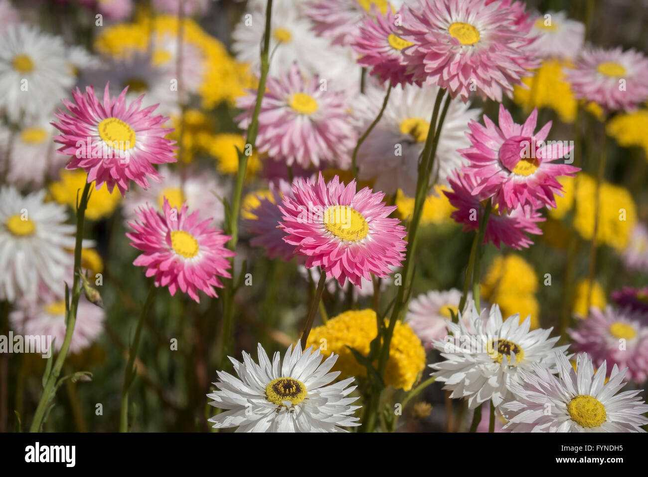 Paper Daisys, Pink Spring Flowers, Kings Park, The City of Perth, Western Australia Stock Photo