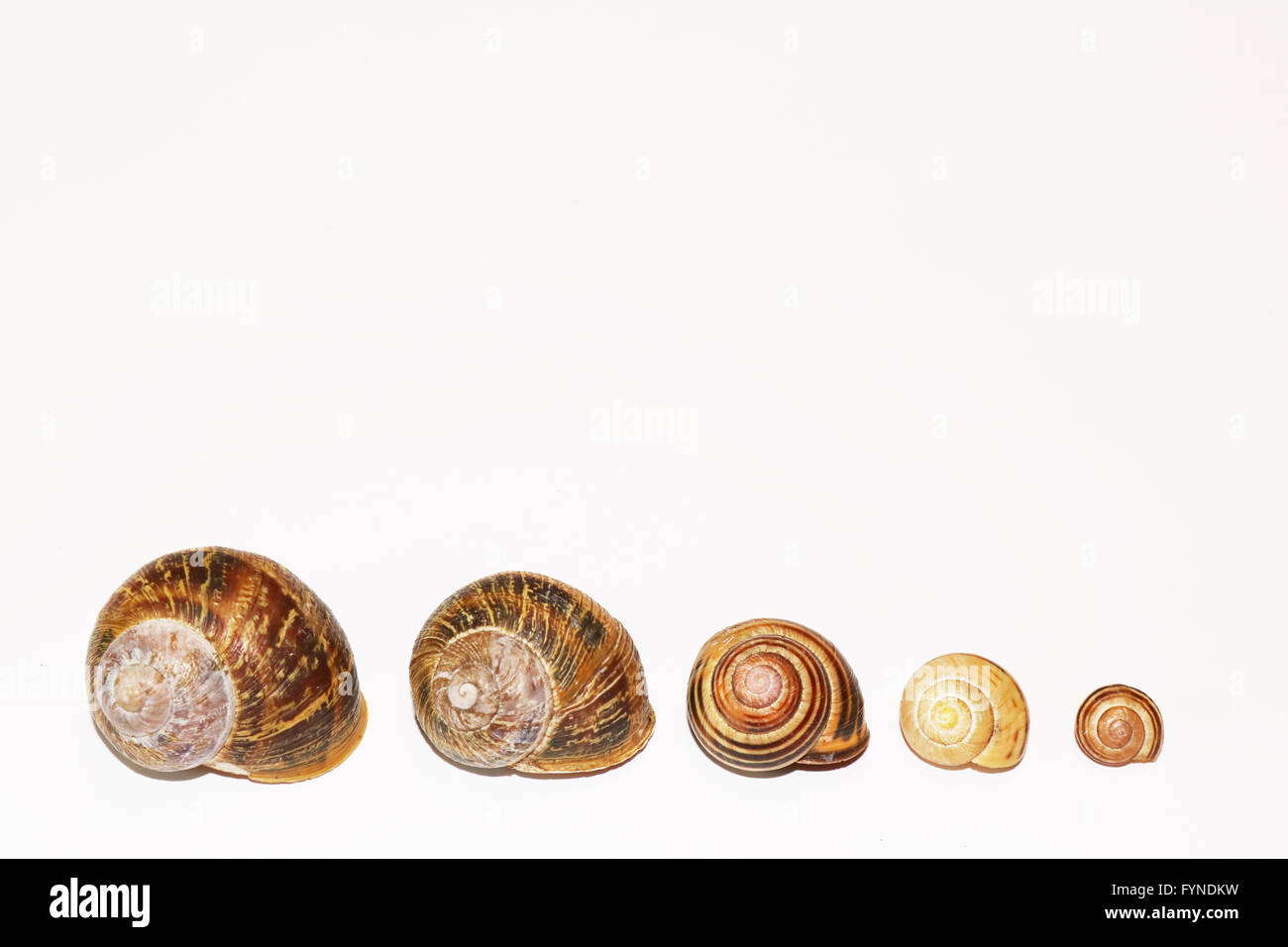 Broken snail shells hi-res stock photography and images - Alamy
