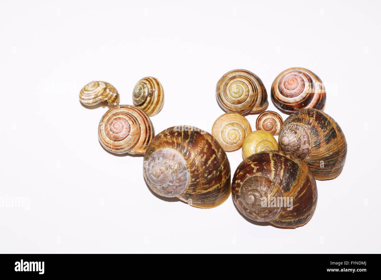 Empty Snail Shells on White Background Stock Photo Alamy