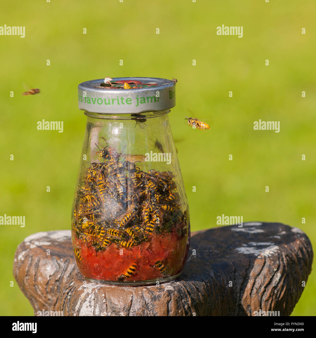 Wasps flying into a home made wasp trap in the Uk Stock Photo Alamy