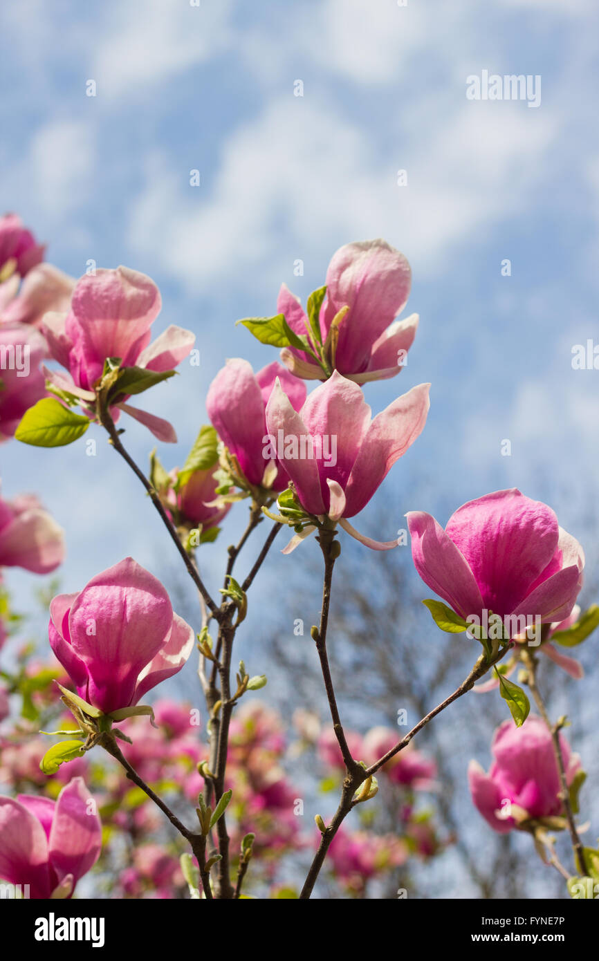 Flowers of magnolia tree over blue sky in springtime Stock Photo - Alamy